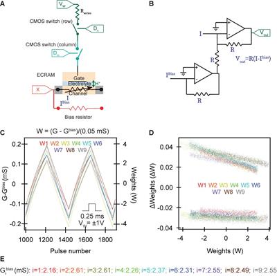 In situ Parallel Training of Analog Neural Network Using Electrochemical Random-Access Memory